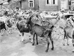 Schmiedefeld
