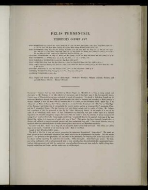Felis Temminckii