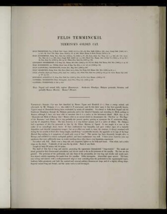 Felis Temminckii
