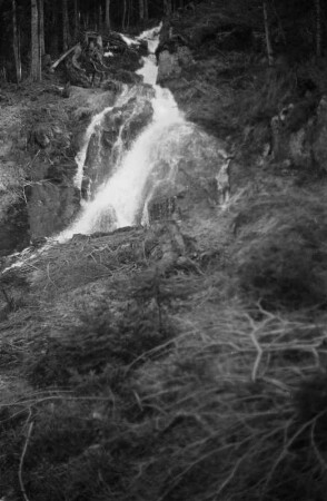 Zufluss des Kleinen Arbersees : Waldbach als Zufluss des Kleinen Arbersees