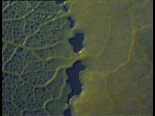 Zellbiologische Studien an Physarum polycephalum - Zellerkennung