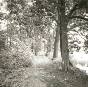 Saßleben. Landschaftspark. Kastanienallee