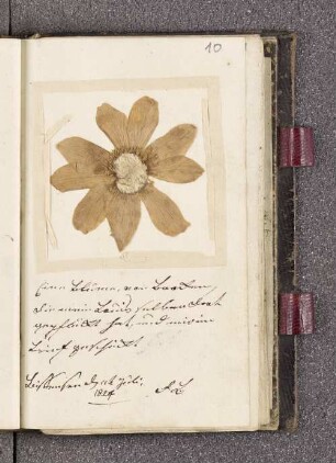 Getrocknete Blume, Eintrag