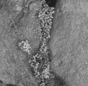 Lippenblütler (Labiatae). Feldthymian, Arzneiquendel (Thymus pulegioides). Blühender Bestand in einer Felsspalte