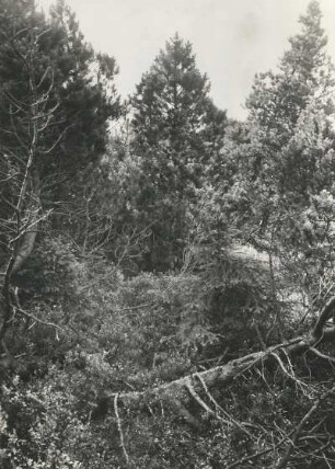 Bergkiefer (Pinus mugo) im Georgenfelder Hochmoor
