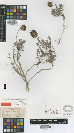 Astragalus mutabilis Boiss. [type]