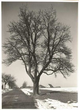 Kultur-Birne (Pyrus communis) in Dresden-Leubnitz an der Kauschaer Straße