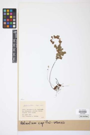 Adiantum capillus-veneris