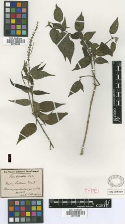 Croton saltensis Griseb. [type]