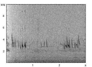 Star | Sturnus vulgaris - Gesang