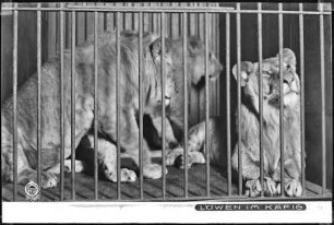 Dresden, Zoologischer Garten, Löwen im Käfig