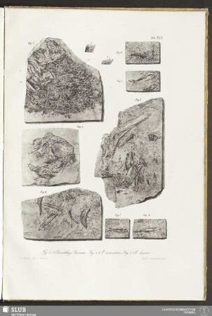 Tab. XXX. Fig. 1-4. Elonichthys Germari. Fig. 5. 6. E. crasidens. Fig. 7. 8. E. laevis