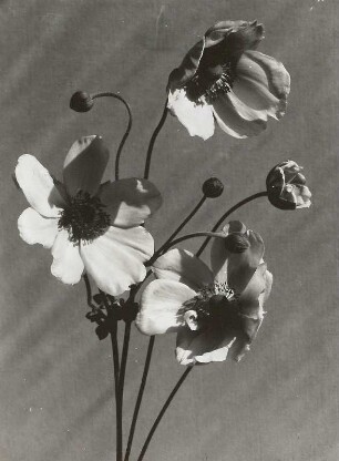 Herbst-Anemone (Anemone hupehensis). Knospen und Blüten