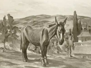 Spanischer Esel