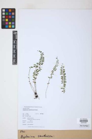 Asplenium sandersonii Hook.