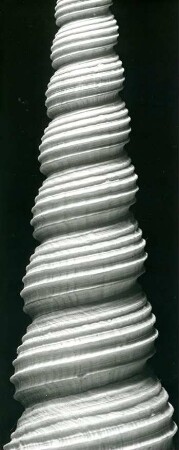 Turitella terebra L., Westafrika oder Peru