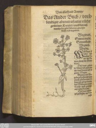 Das Ander Buch/ von lebendiger abcontrafactur etlicher gemeiner Kreuter/ unnd darauß mancherley gedistillierten gewässer krafft und tugenden.