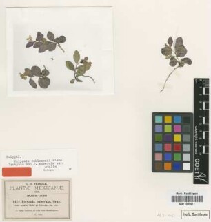 Polygala puberula A.Gray var. B.L.Rob. & Greenm. ovalis[isotype]