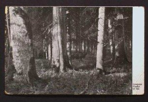 Gedruckte Postkarte, Motiv Wisentkuh mit Kalb im Wald