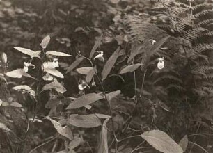 Großes Springkraut (Impatiens noli-tangere)