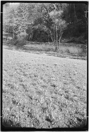 Märzenbecherwiese an der Bockmühle im Polenztal