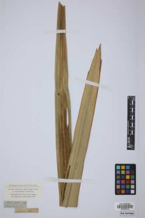 Orania regalis Bl.