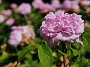 Strauchrose Jacques Cartier rosa