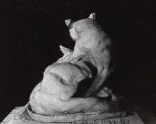 Kämpfende Katzen