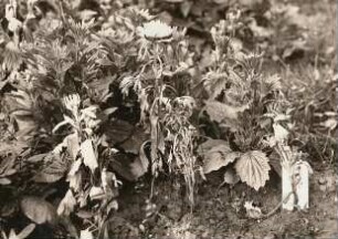Fusarium - Krankheit der Sommeraster