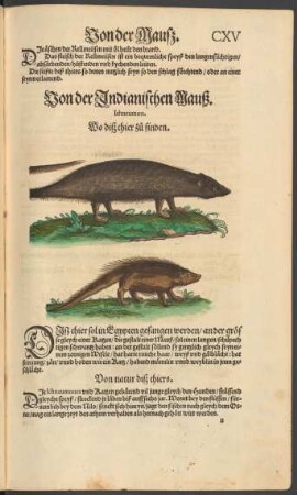 Von der Indianischen Mauß. Ichneumon.