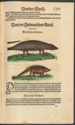 Von der Indianischen Mauß. Ichneumon.