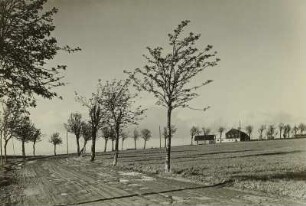 Altenberg-Zinnwald. Kammstraße Zinnwald - Neustadt mit Ebereschen