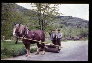 Bei der Arbeit im Rebberg im Kaiserstuhl