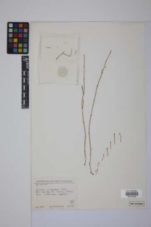Equisetum bogotense Kunth