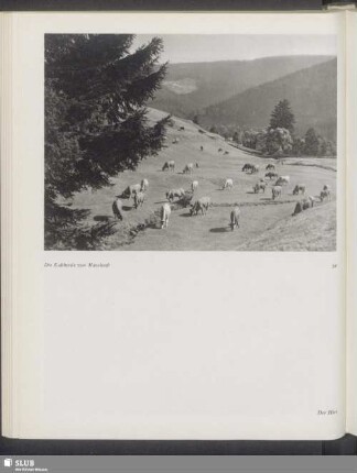 Die Kuhherde von Manebach