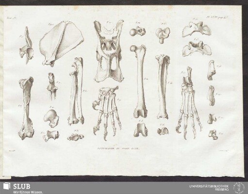 Pl. XXXV. pag. 448