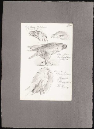 Reiseskizzen aus Italien: Florenz: Bronzeadler im Bargello (Ansichten)