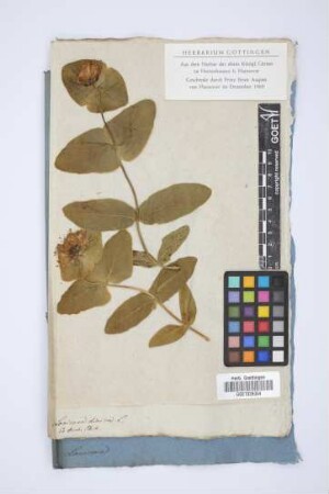 Lonicera dioica L.