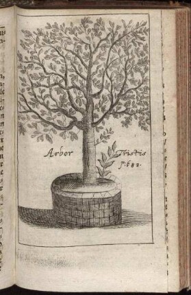 Arbor Tristis