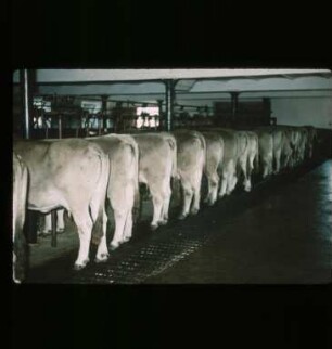 Fotografie: Milchviehhaltung, Stallsystem, Anbindestall, Kurzstand, Gitterrost