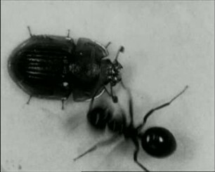 Amphotis marginata (Nitidulidae) - Futterbetteln bei Lasius fuliginosus (Formicidae)
