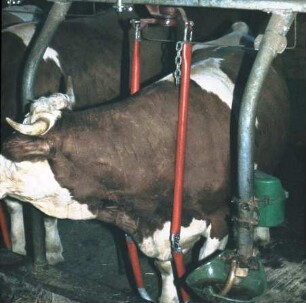 Fotografie: Milchviehhaltung, Anbindestall, Fressgitter, Anbindevorrichtung, Tränkebecken