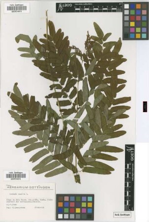 Osmunda regalis L.