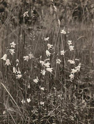 Rundblättrige Glockenblume (Campanula rotundifolia) in Blüte