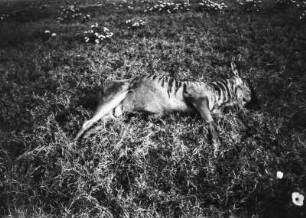 Antilope : Aufnahme einer toten männlichen Antilope