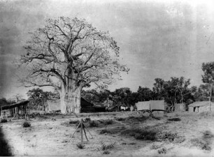 Zeltlager unter d. Baobab
