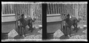 Hund in einem Hundezwinger