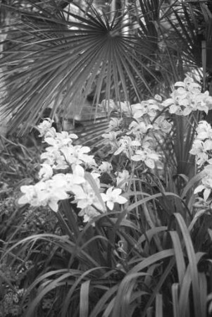 Orchideenblüte im Gewächshaus des Botanischen Gartens