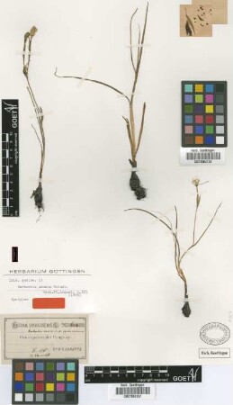 Herbertia amoena Griseb. [syntype]