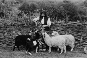 Alte Frau in Tracht beim Füttern der Schafe (im Kreis Maramures ?)